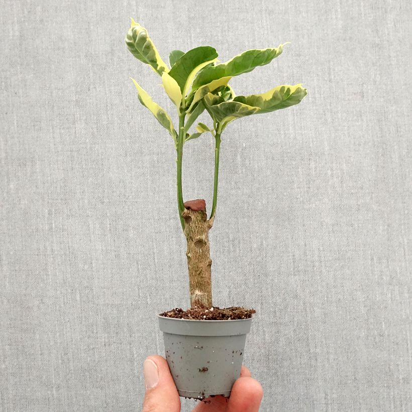 Example of Kroton Tamara -  Wunderstrauch Mini-plante as you get in printemps