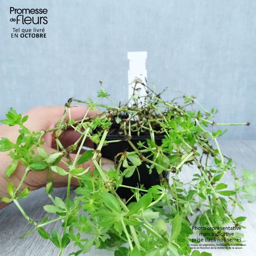 Example of Phuopsis stylosa - Rosenwaldmeister Kleine Töpfe von 8/9 cm as you get in automne