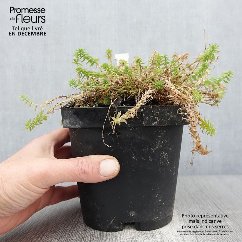 Example of Phuopsis stylosa - Rosenwaldmeister Topf mit 2L/3L as you get in automne