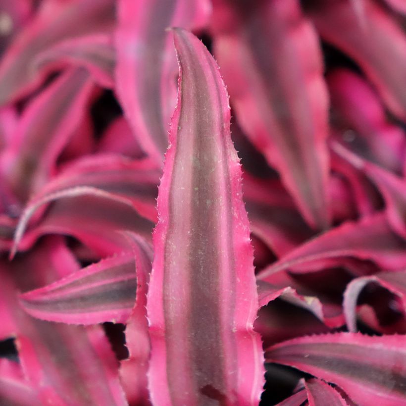 Cryptanthus Super Pink - Erdbromelie (Laub)