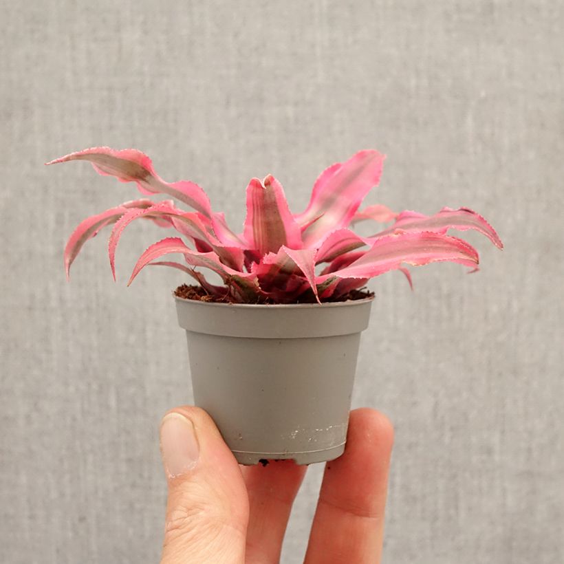 Exemplar von Cryptanthus Super Pink - Erdbromelie Mini-Pflanze wie im Frühjahr geliefert