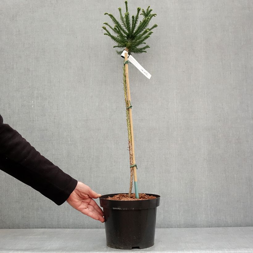 Exemplar von Cryptomeria japonica Dinger Topf mit 4L/5L wie im Winter geliefert