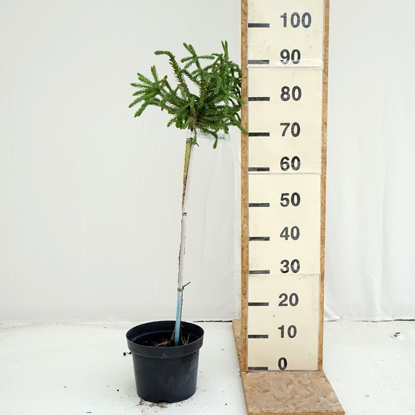 Example of Cryptomeria japonica Dinger Topf mit 4L/5L as you get in ete