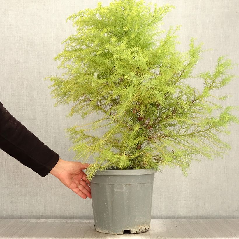 Example of Cryptomeria japonica Elegans Topf mit 7,5L/10L as you get in automne