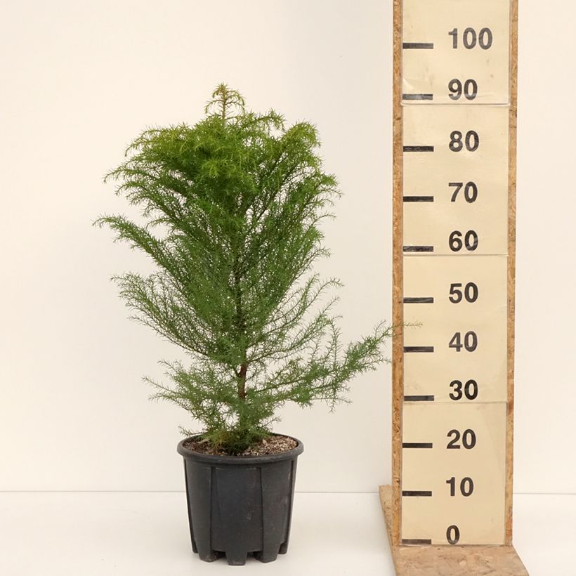 Exemplar von Cryptomeria japonica Elegans Topf mit 7,5L/10L wie im Winter geliefert