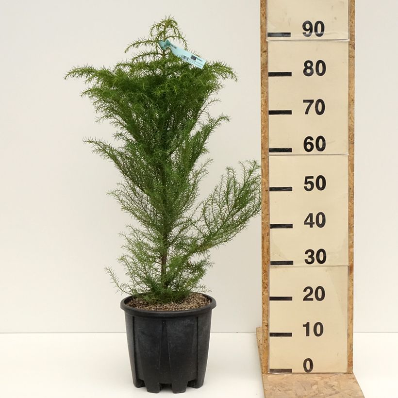 Exemplar von Cryptomeria japonica Elegans Topf mit 7,5L/10L wie im Frühjahr geliefert