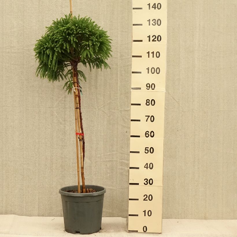 Example of Cryptomeria japonica Globosa Nana Topf mit 12L/15L as you get in automne