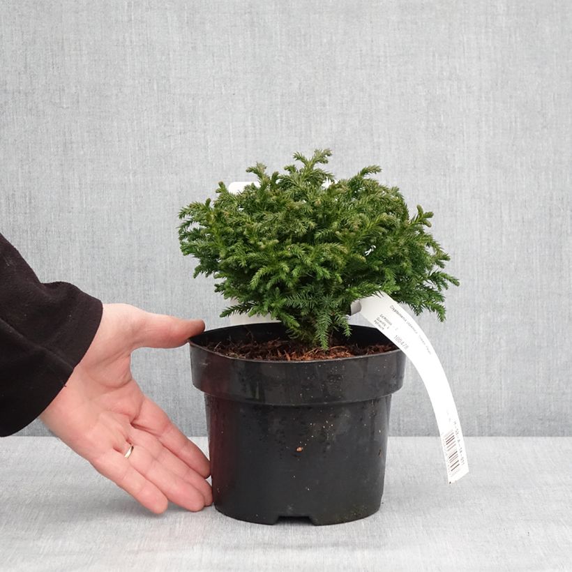 Exemplar von Cryptomeria japonica Green Pearl Topf mit 2L/3L wie im Winter geliefert