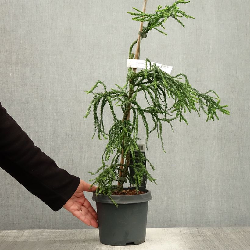 Example of Cryptomeria japonica Kyara Gold® Topf mit 3L/4L as you get in automne