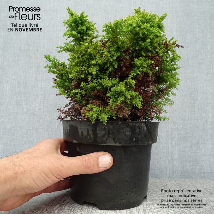 Example of Cryptomeria japonica Twinkle Toes Topf mit 2L/3L as you get in automne