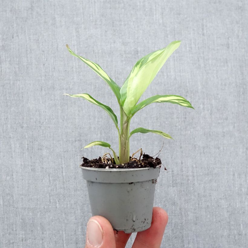 Example of Ctenanthe Golden Mosaic Mini-plante as you get in printemps