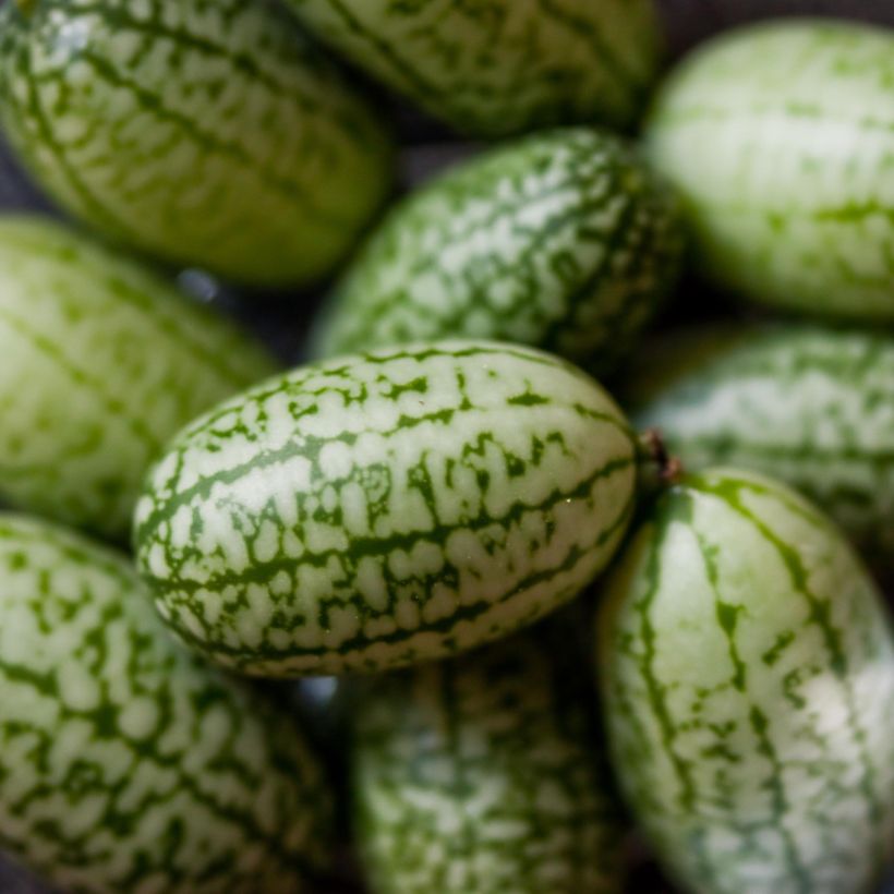 Mexikanische Minigurke - Melothria scabra (Harvest)