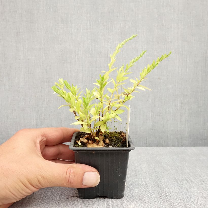 Exemplar von Cuphea hyssopifolia Purple - Japanische Scheinmyrthe Kleine Töpfe von 8/9 cm wie im Sommer geliefert