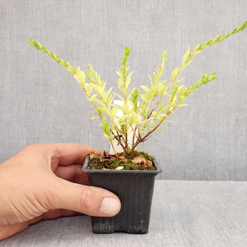 Exemplar von Cuphea hyssopifolia Purple - Japanische Scheinmyrthe Kleine Töpfe von 8/9 cm wie im Herbst geliefert