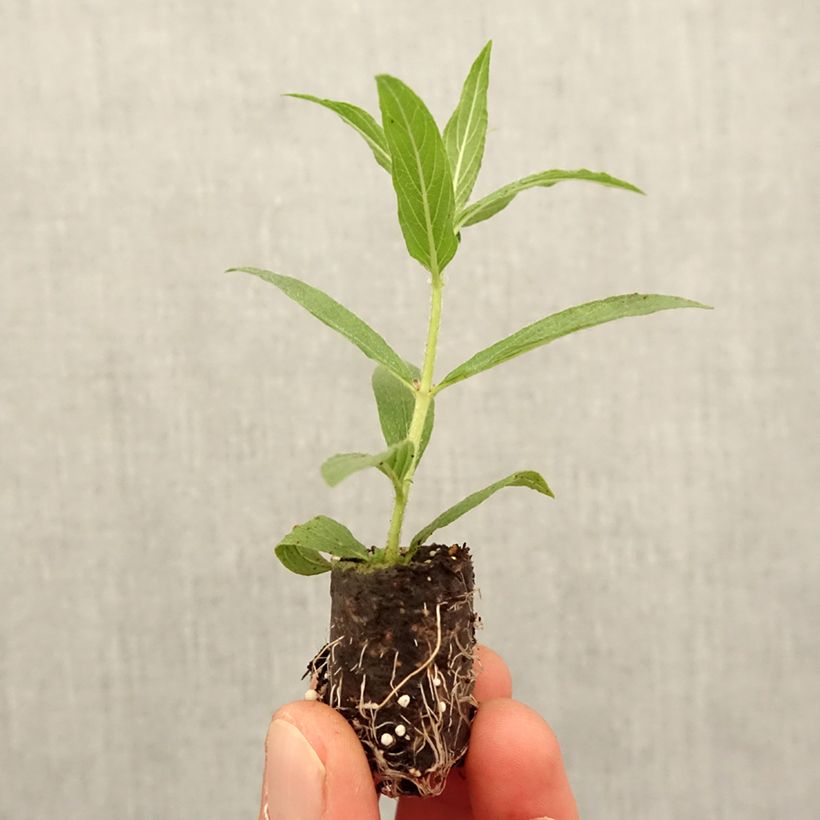 Example of Cuphea llavea Torpedo - Zigarettenblümchen Mini-Plug Ø 1,5/2,5 cm as you get in printemps