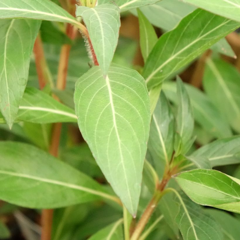 Cuphea micropetala - Zigarrenblume (Foliage)