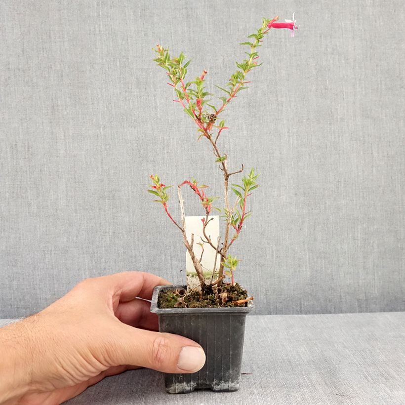 Exemplar von Cuphea Twinkle Pink - Köcherblümchen Kleine Töpfe von 8/9 cm wie im Sommer geliefert