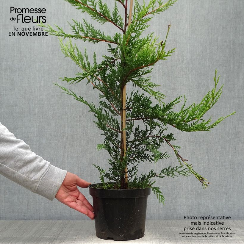 Example of Cupressocyparis leylandii Castlewellan Gold - Leyland-Zypresse Topf mit 3L/4L as you get in automne