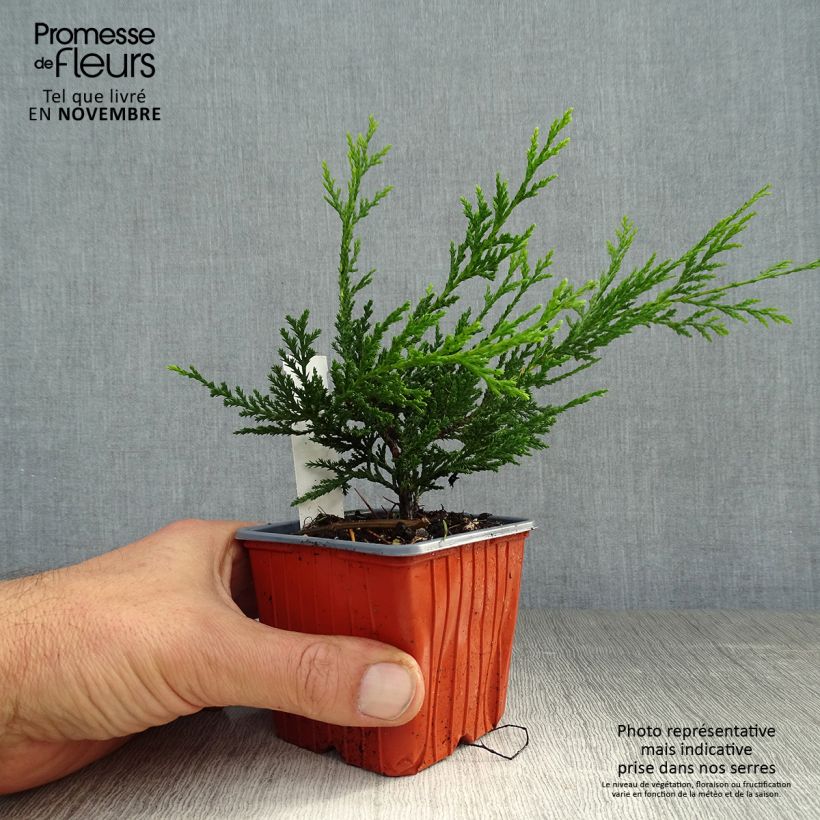 Example of Cupressocyparis leylandii Castlewellan Gold - Leyland-Zypresse Kleine Töpfe von 8/9 cm as you get in automne