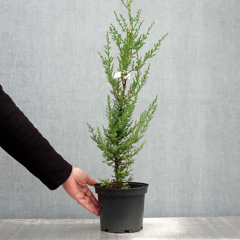 Example of Cupressus macrocarpa - Monterey-Zypresse Topf mit 2L/3L as you get in automne