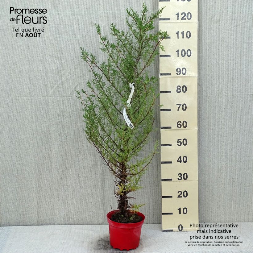 Exemplar von Cupressus macrocarpa - Monterey-Zypresse Topf mit 2L/3L wie im Sommer geliefert