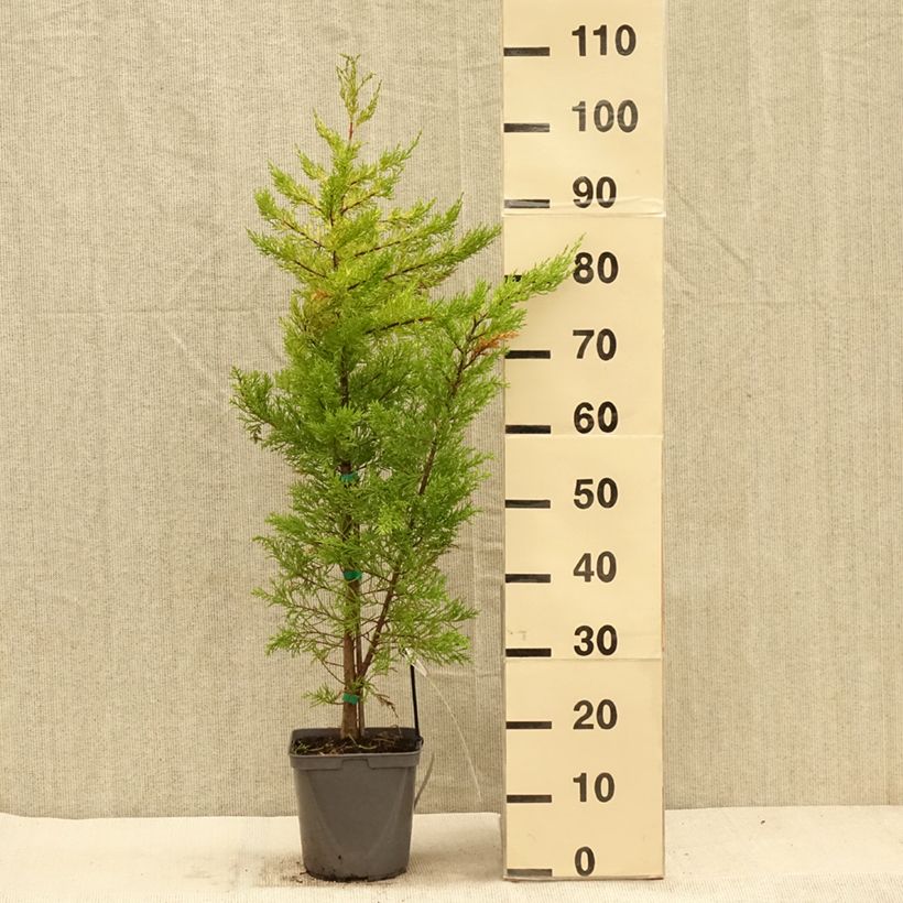 Example of Cupressus macrocarpa Goldcrest - Monterey-Zypresse Topf mit 4L/5L as you get in automne