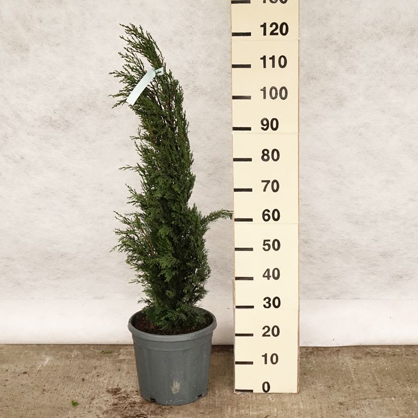 Exemplar von Cupressus sempervirens var. stricta - Mittelmeer-Zypresse Topf mit 7,5L/10L wie im Frühjahr geliefert