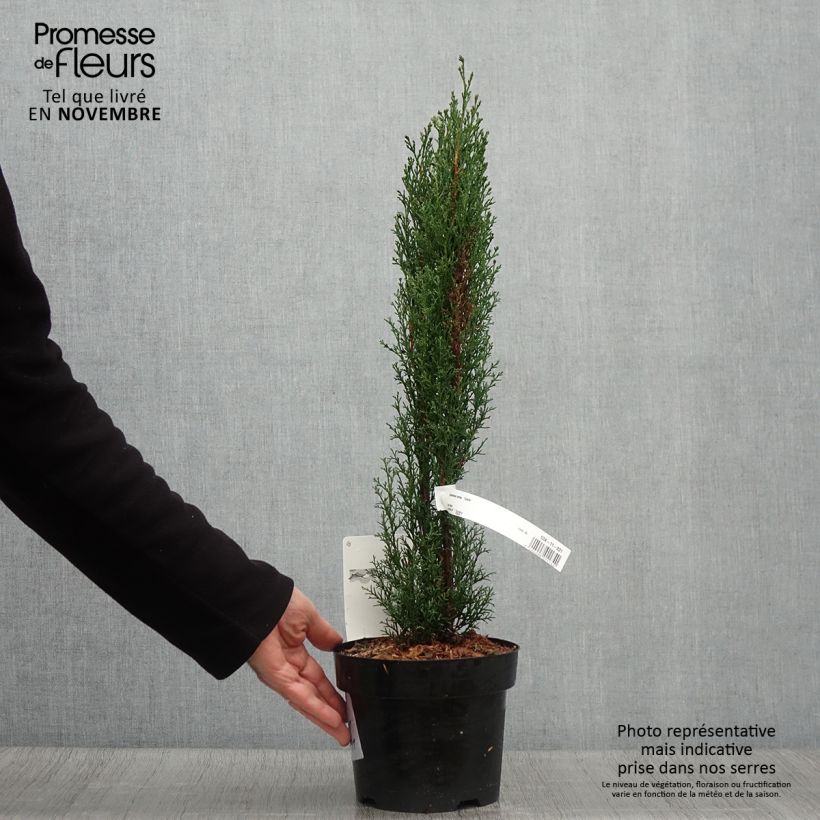 Example of Cupressus sempervirens var. stricta Totem - Echte-Zypresse Topf mit 2L/3L as you get in automne