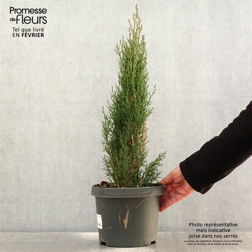 Exemplar von Cupressus sempervirens var. stricta Totem - Echte-Zypresse Topf mit 4L/5L wie im Winter geliefert