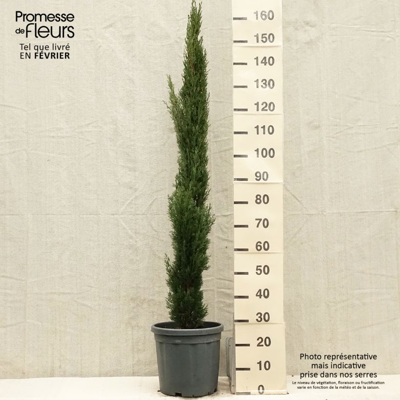 Exemplar von Cupressus sempervirens var. stricta Totem - Echte-Zypresse Topf mit 7,5L/10L wie im Winter geliefert