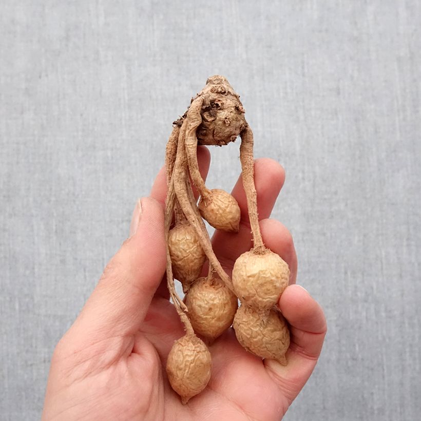 Example of Curcuma alismatifolia Pink - Safranwurz Zwiebel size I as you get in printemps