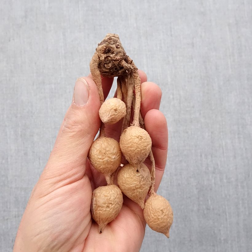 Example of Curcuma alismatifolia Red - Safranwurz Zwiebel size I as you get in printemps