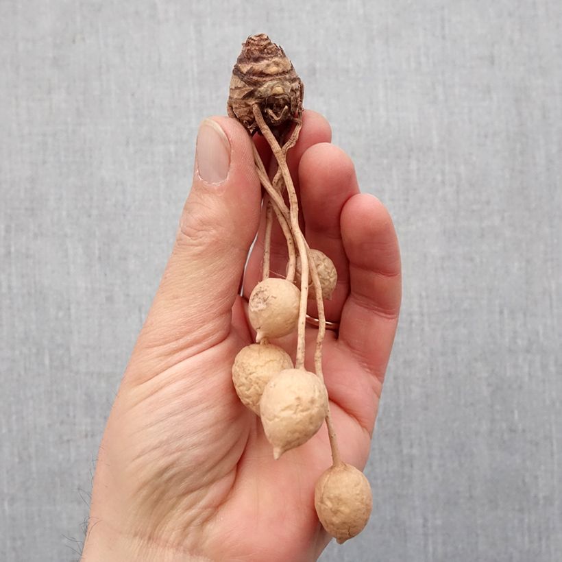 Example of Curcuma alismatifolia White - Safranwurz Zwiebel size I as you get in printemps