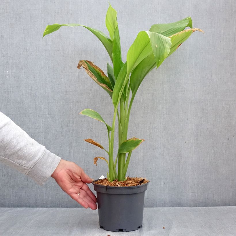 Exemplar von Kurkuma - Curcuma longa Topf mit 2L/3L wie im Herbst geliefert