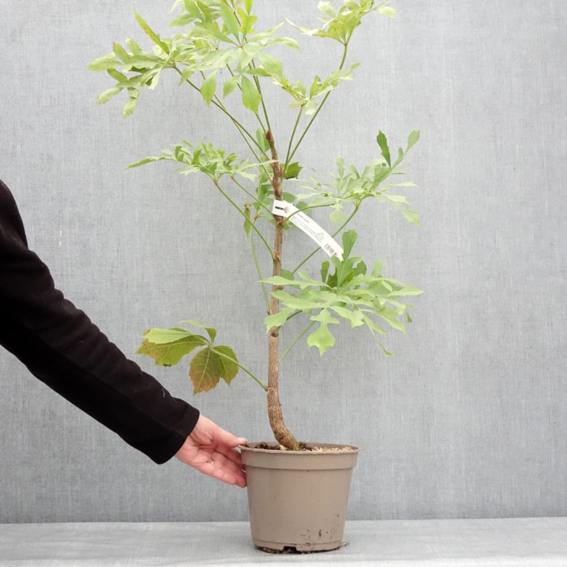 Example of Cussonia spicata Topf mit 4L/5L as you get in hiver