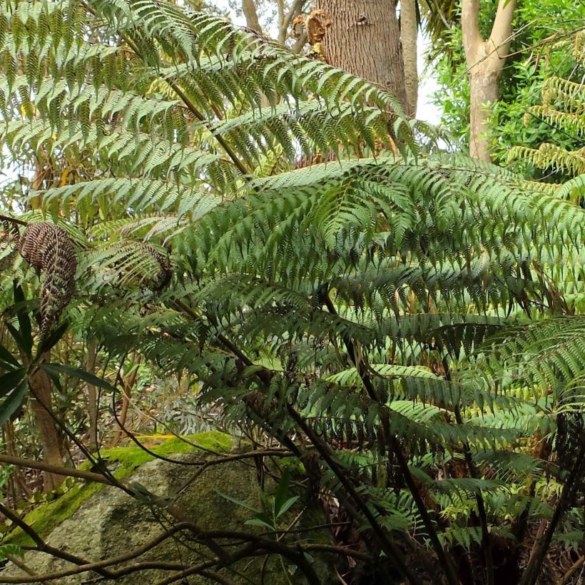 Cyathea dealbata - Silberfarn (Foliage)
