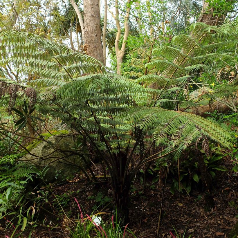 Cyathea dealbata - Silberfarn (Plant habit)