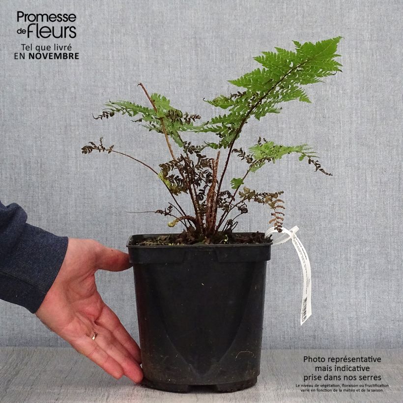 Example of Cyathea dealbata - Silberfarn Topf mit 2L/3L as you get in automne