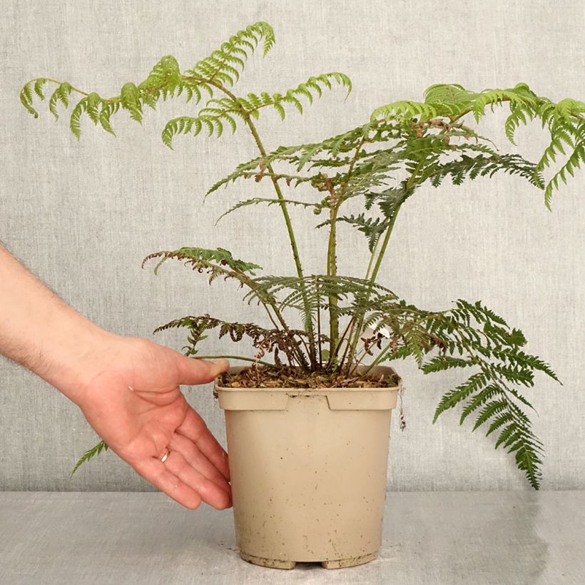 Exemplar von Cyathea dealbata - Silberfarn Topf mit 2L/3L wie im Frühjahr geliefert