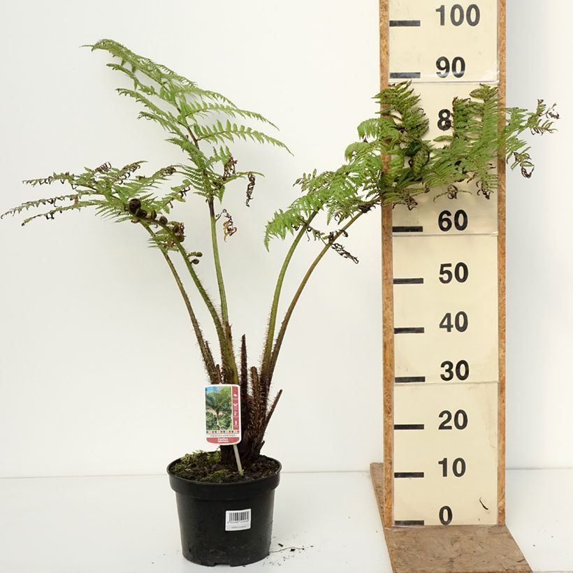 Exemplar von Cyathea lunulata - FBaumfarn Topf mit 4L/5L wie im Winter geliefert