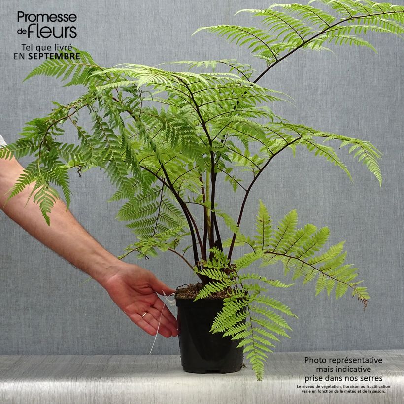 Example of Cyathea medullaris - Schwarzer Baumfarn Topf mit 2L/3L as you get in automne