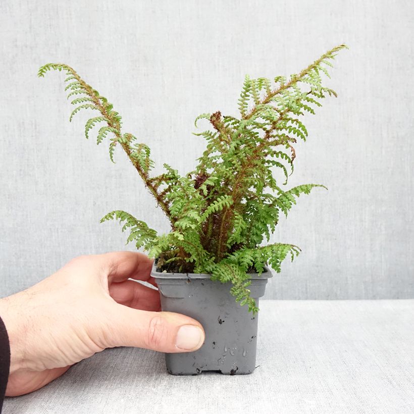 Exemplar von Cyathea tomentosissima - Baumfarn Kleine Töpfe von 8/9 cm wie im Herbst geliefert