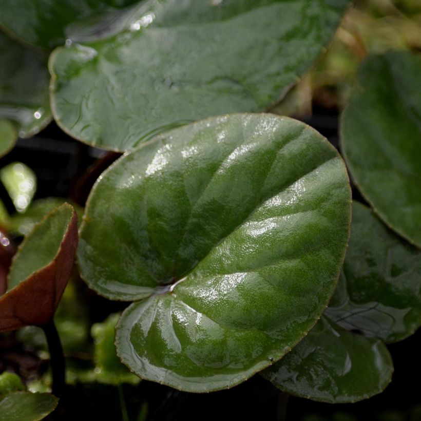 Cyclamen coum Album - Frühlings Alpenveilche (Foliage)
