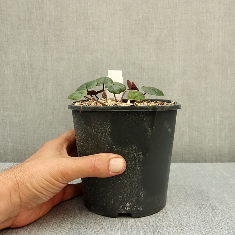 Exemplar von Cyclamen coum - Frühlings Alpenveilche Topf mit 2L/3L wie im Herbst geliefert