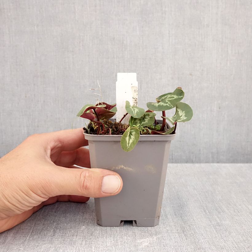 Exemplar von Cyclamen coum Pink Marbel - Frühlings Alpenveilche Kleine Töpfe von 8/9 cm wie im Herbst geliefert