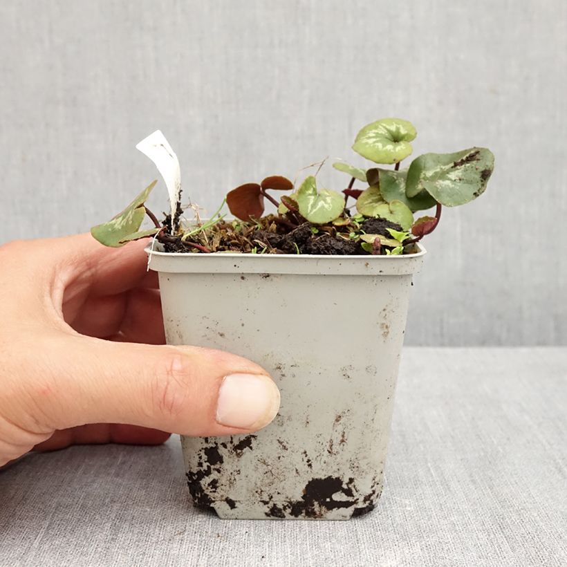 Exemplar von Cyclamen coum Pink Marbel - Frühlings Alpenveilche Kleine Töpfe von 8/9 cm wie im Sommer geliefert