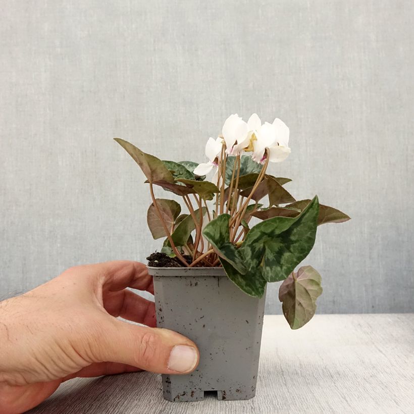 Example of Cyclamen hederifolium Album - Herbst-Alpenveilchen Kleine Töpfe von 7/8 cm as you get in automne
