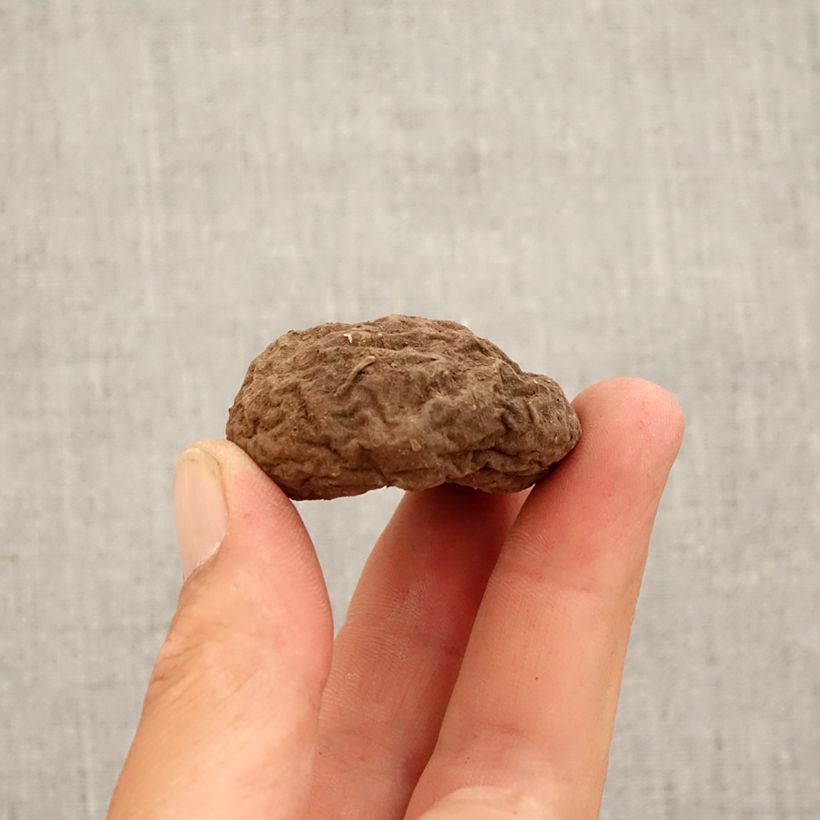 Example of Cyclamen hederifolium - Herbst-Alpenveilchen Zwiebel size 10+ as you get in automne