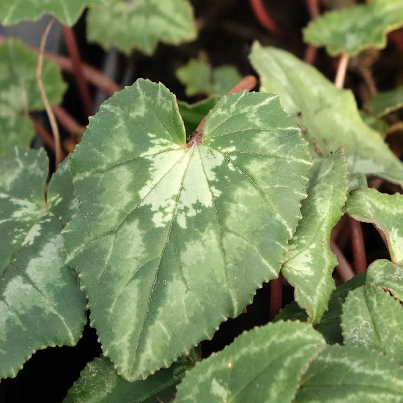 Cyclamen hederifolium - Herbst-Alpenveilchen (Foliage)