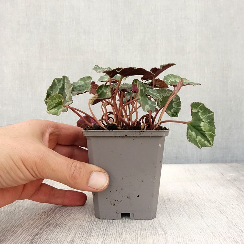 Example of Cyclamen de Naples rose godet as you get in automne